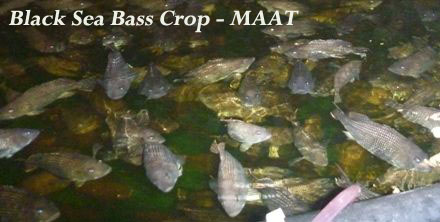 maat_black_sea_bass